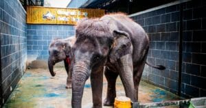 photo_6287261118783143041_y(1)