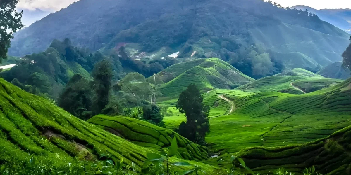 10-Best-Places-to-Visit-in-Cameron-Highlands-Malaysia-1200x675 10-Best-Places-to-Visit-in-Cameron-Highlands-Malaysia-1200x675