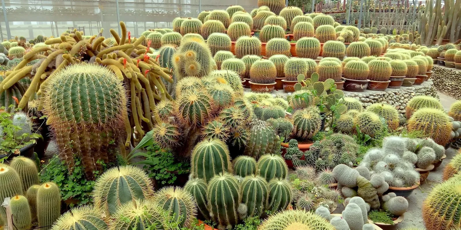 Cactus-Valley-Foodveler-04 Cactus-Valley-Foodveler-04