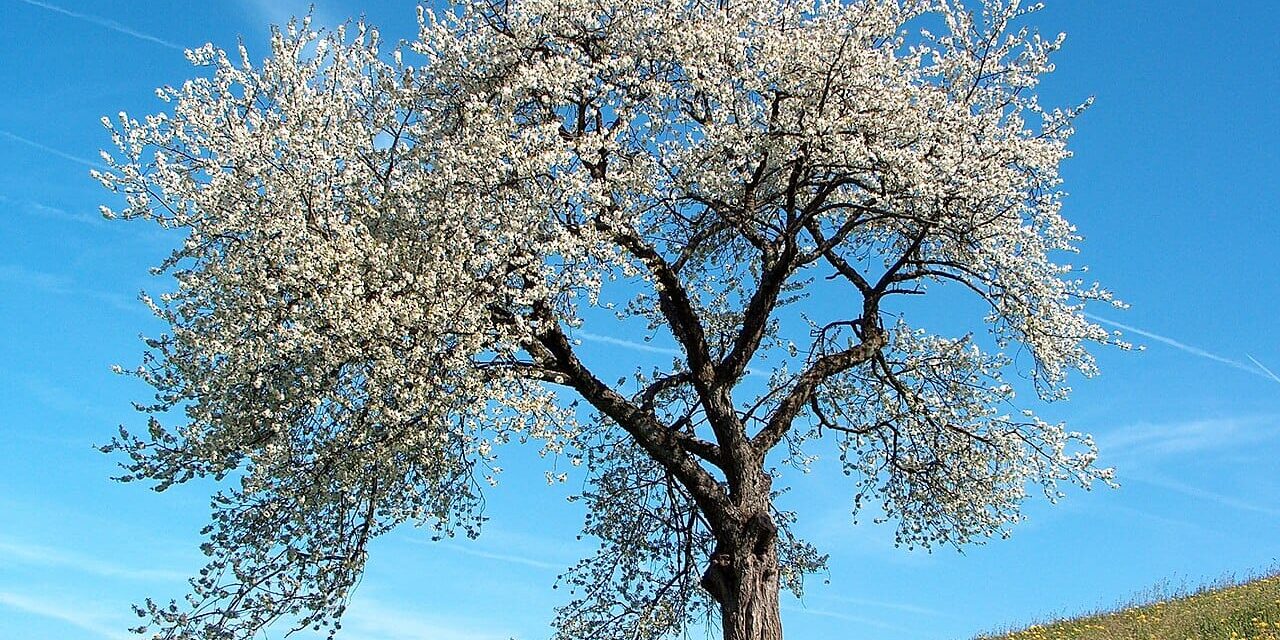 Frühling_blühender_Kirschenbaum