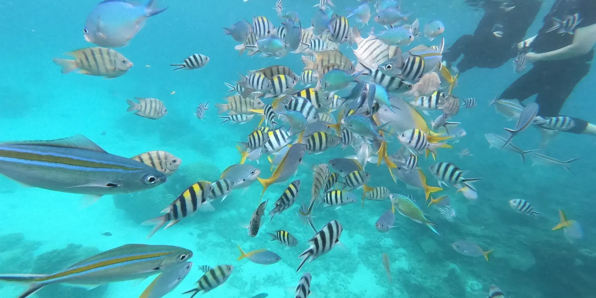 Snorkeling-Redang-Ikan