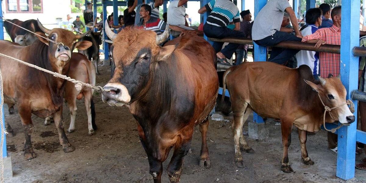 WhatsApp-Image-2025-05-21-at-10.11.27-AM WhatsApp-Image-2025-05-21-at-10.11.27-AM