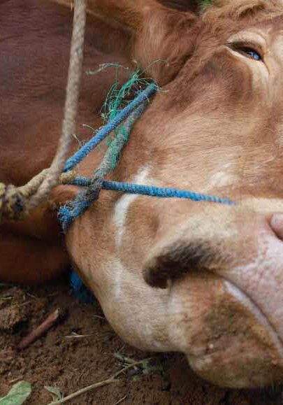 getb-mktg-blogsens-ibadah-qulban-dalam-islam-maksud-tujuan getb-mktg-blogsens-ibadah-qulban-dalam-islam-maksud-tujuan