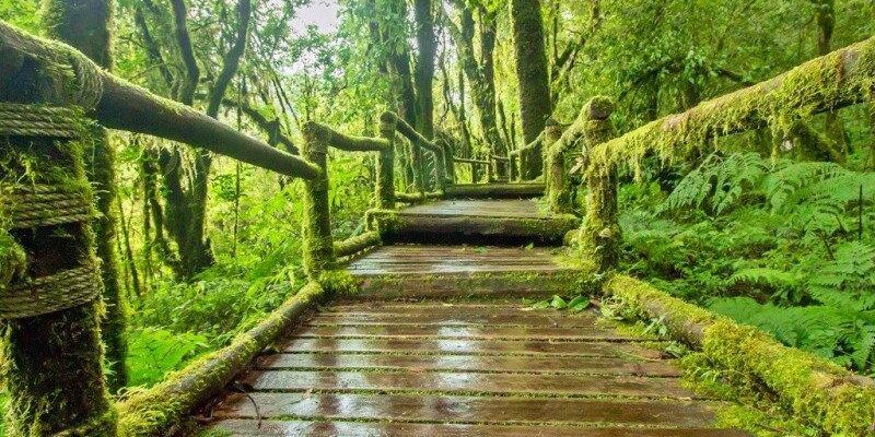 mossy-forest-tour-1 mossy-forest-tour-1