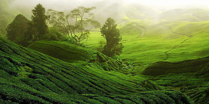 nature-landscape-trees-forest-wallpaper-preview nature-landscape-trees-forest-wallpaper-preview