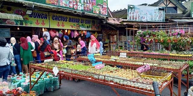 pokok-bunga pokok-bunga