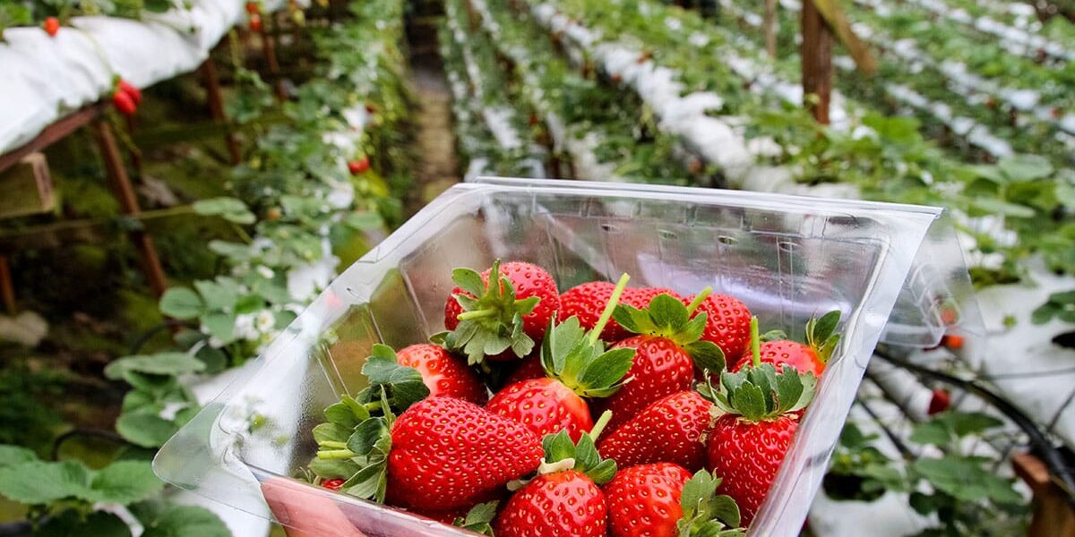 strawberry-picking strawberry-picking